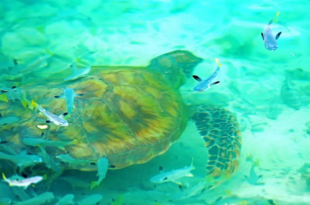 Avistamiento de tortugas en Bora Bora