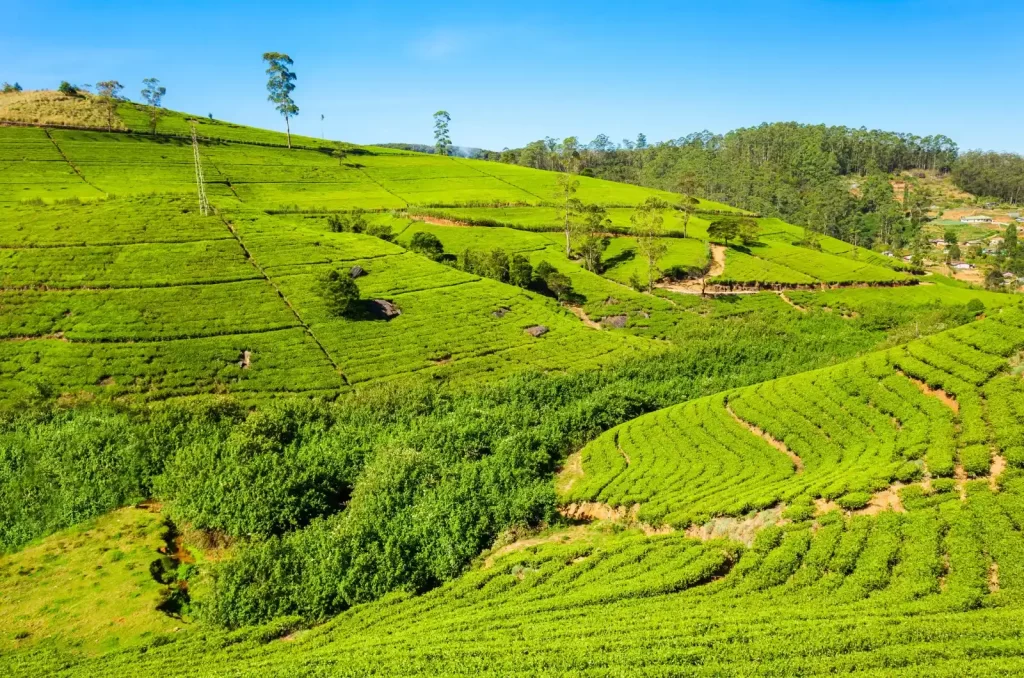 Que ver en Sri Lanka - Ilusión Viajera