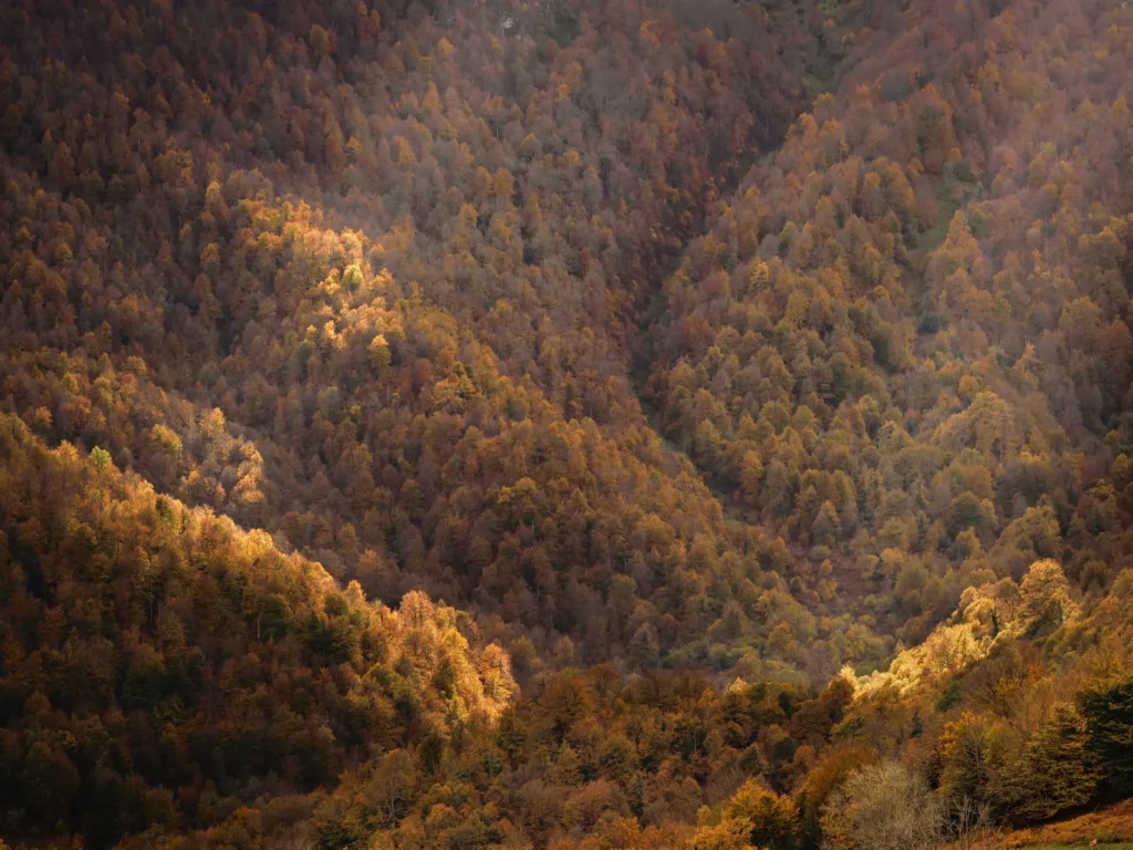 Hayedo de Peloño, en Ponga, con los colores del otoño