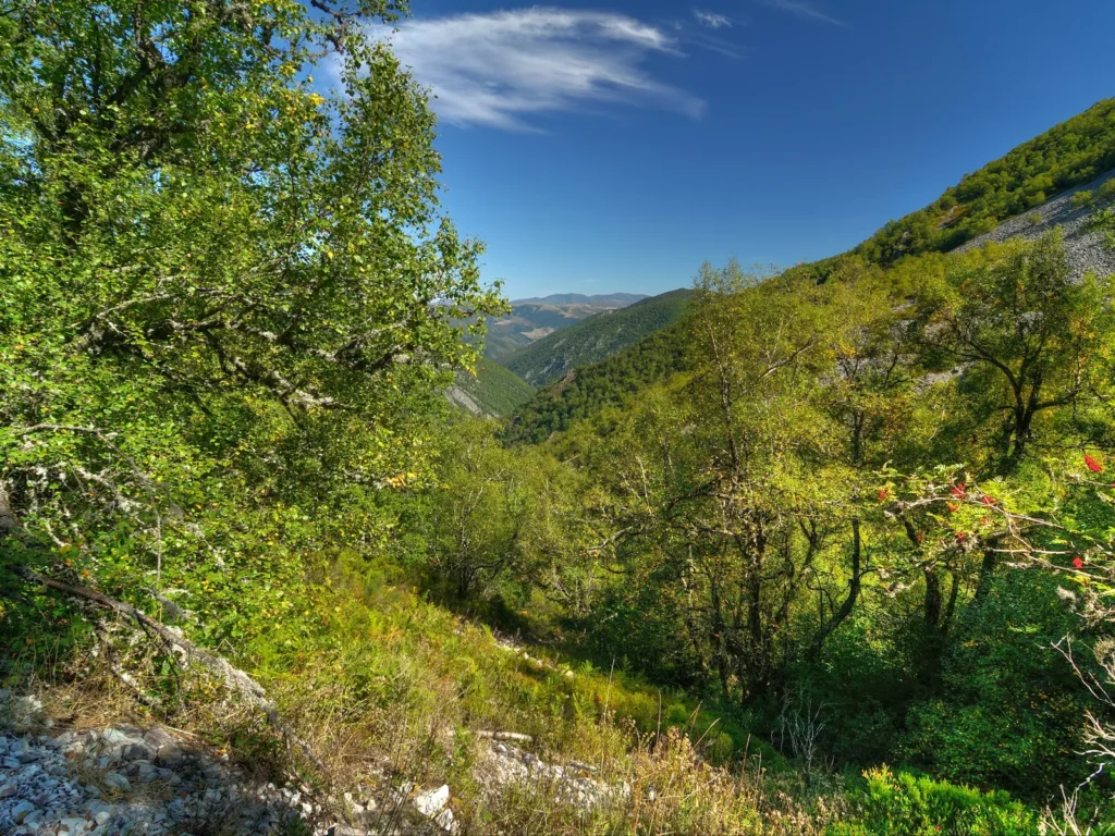 Bosque de la reserva de Muniellos, en Cangas del Narcea