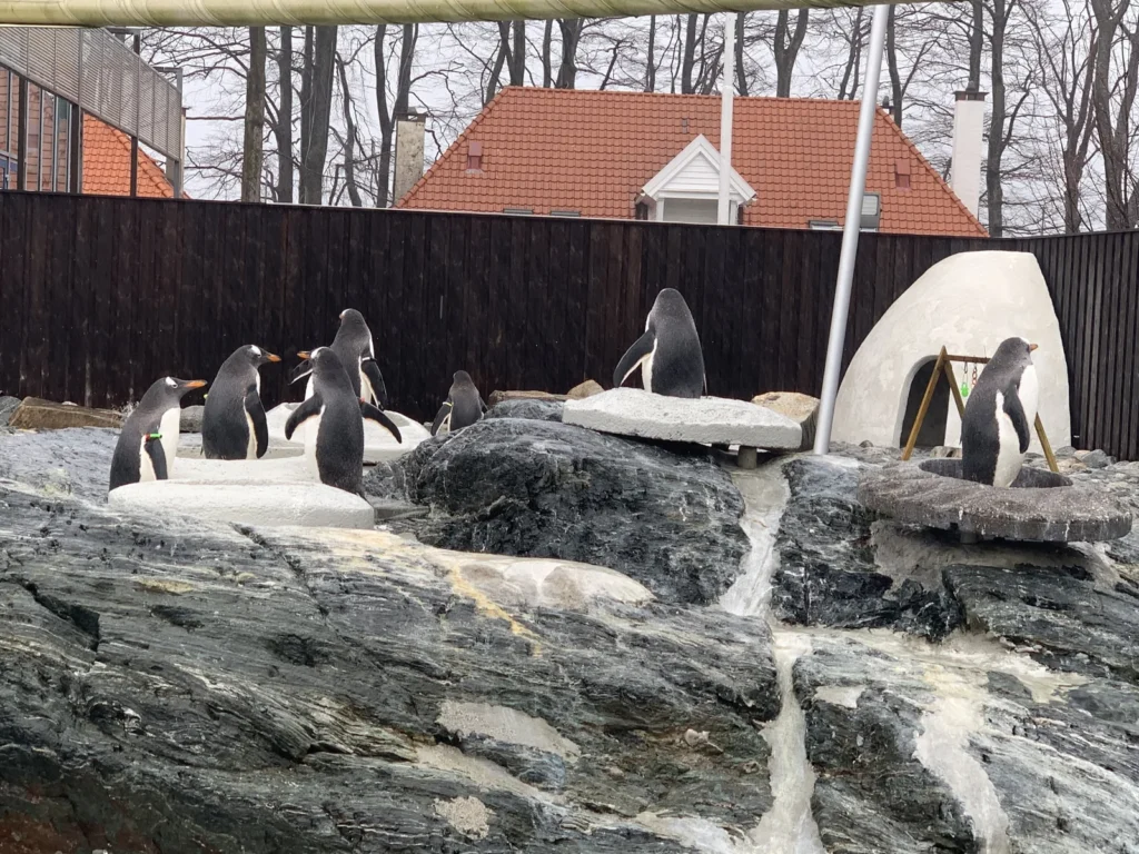 Pingüinos en el Akvariet de Bergen