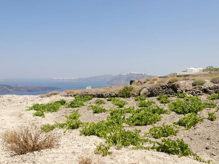 Viñedos de cepas bajas, cultivadas en forma de cesto, entre Megalochori y el borde de la caldera